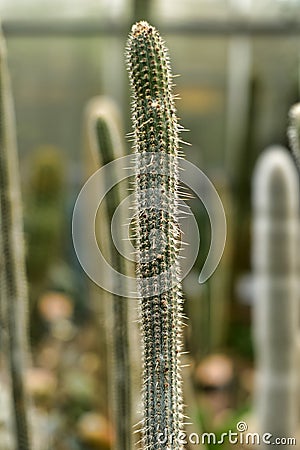 Cleistocactus candelilla close up Stock Photo