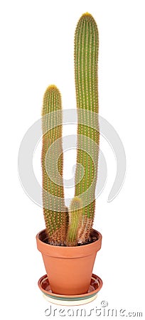 Cleistocactus flavispinus Stock Photo