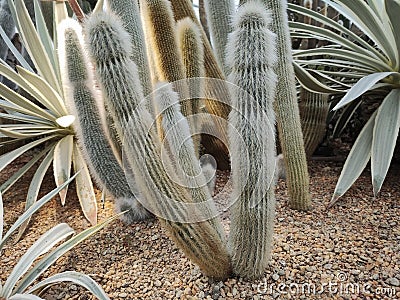 Cleistocactus strausii, commonly known as wooly torch Stock Photo