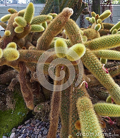 A Cleistocactus winteri Cactus plant of the Cactacea Family at the St Andrews Botanic Gardens in Fife,. Stock Photo