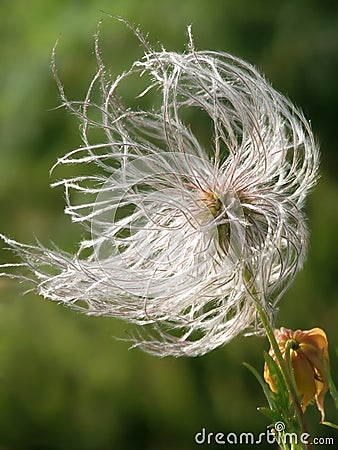 Clematis Stock Photo