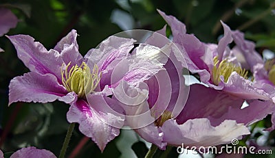 Clematis Bees Jubilee flowers. Summer background Stock Photo