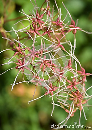 Clematis flammula Stock Photo