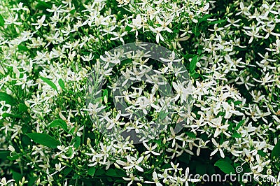 Clematis flammula, white summer flowers background. Awesome beautiful flowerbed with small petals. Excellent plant for landscaping Stock Photo