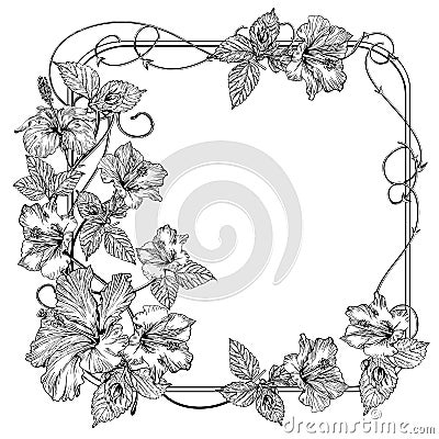 Clematis flower. Vintage elegant flowers. Black and white vector illustration. Botany. Vector Vector Illustration