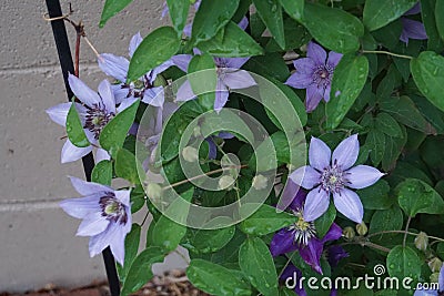 Clematis Flowers: Purple Passion Stock Photo