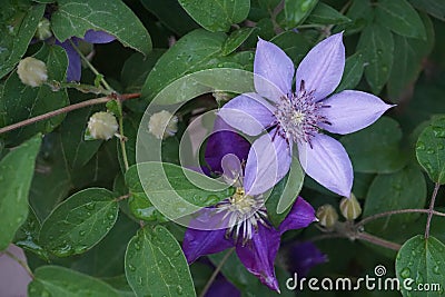 Clematis Flowers: Purple Passion and Green Goodness Stock Photo
