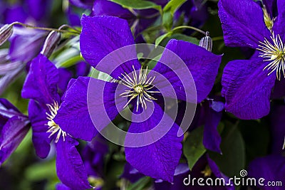 Clematis Jackmannii single blossom Stock Photo