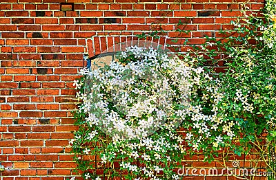 Clematis Montana Alba in front of a window in a brick house Stock Photo