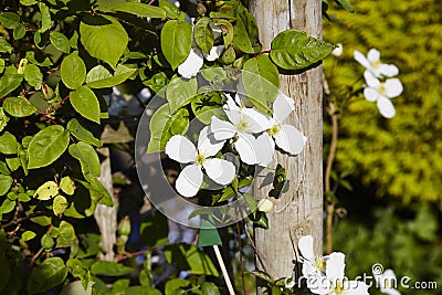 Clematis Montana, Stock Photo