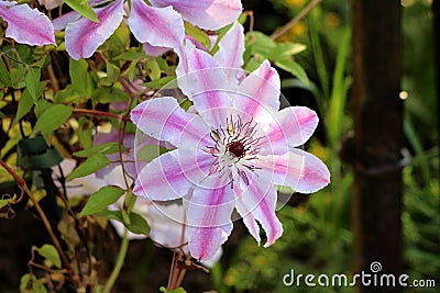 Clematis Nelly Moser or Leather flower Nelly Moser easy care perennial vine flower with leathery white with pink stripes petals Stock Photo