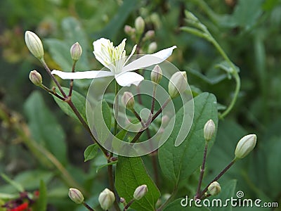 Clematis Paniculate Starfall - the pearl of the Far East. Stock Photo