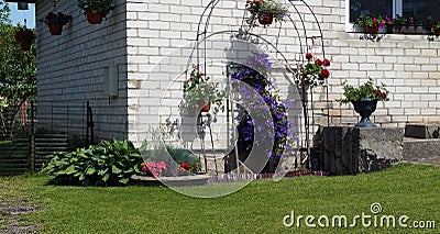 Clematis and petunias bloom near the brick wall of a village house Stock Photo