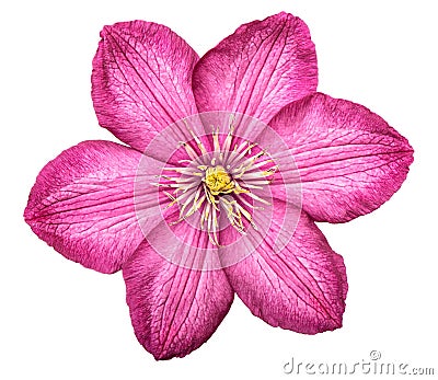 Clematis pink flower head isolated white background Stock Photo