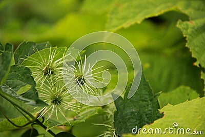 Clematis Seedpods Stock Photo