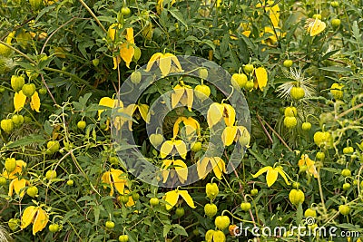 Clematis tangutica Stock Photo