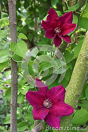 Clematis Vine With Two Large Flowers Stock Photo