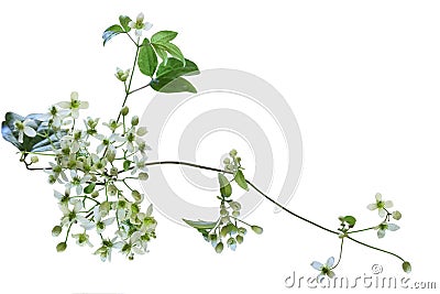 Clematis virginiana Wildflower Stock Photo