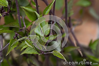 Clematis viticella Carmencita green leaves in the garden design Stock Photo