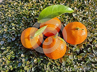 Clementines fruits on a green background Stock Photo