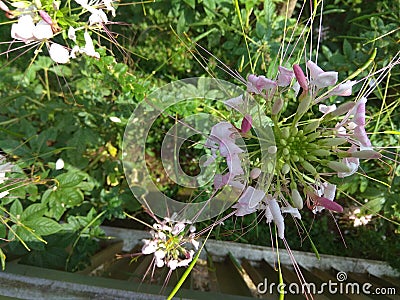 Cleome pink queen flower Stock Photo