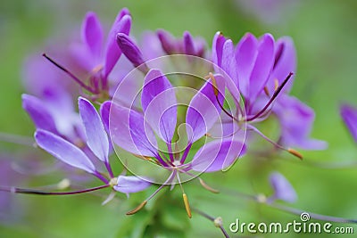 Cleome/spider pink flowers Macro short Stock Photo