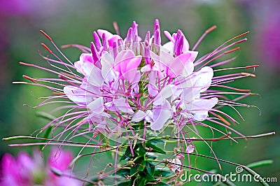 Cleome Spinosa Stock Photo