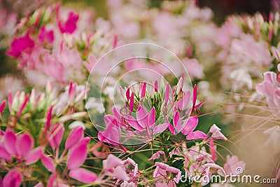 CLEOME SPINOSA LINN is another beautiful flower. Stock Photo