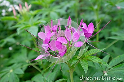 Cleome spinosa ,Spider flower Stock Photo