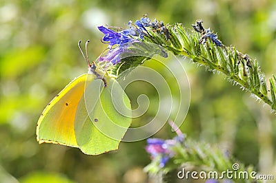 Cleopatra butterfly feeding on flower Stock Photo