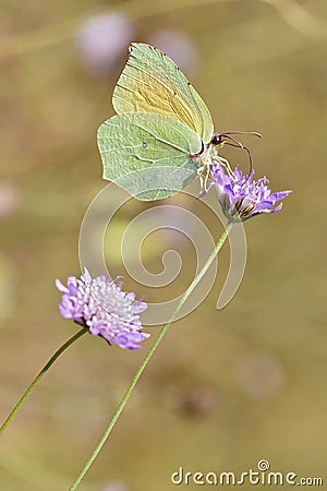 Cleopatra butterfly feeding on flower Stock Photo