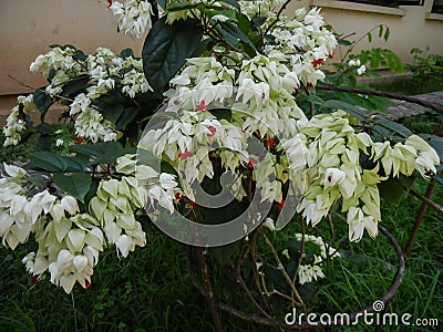 Clerodendron sp. tropical plant of family Lamiaceae Stock Photo