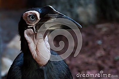 A clever and cunning bird with a large beak is a close-up kaffir horned raven Stock Photo
