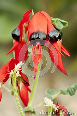 Clianthus flower Stock Photo