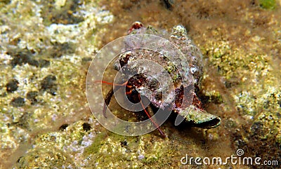 Small Mediterranean Hermit crab - Clibanarius erythropus Stock Photo