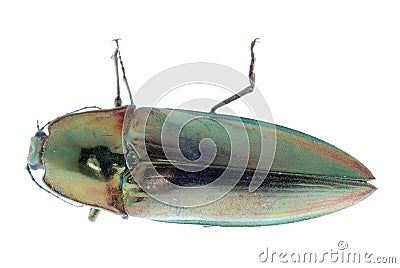 Click beetle Stock Photo