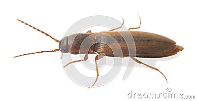 Click beetle, Dalopius marginatus isolated on white background Stock Photo