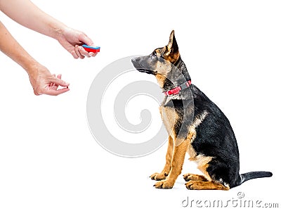 Clicker training Stock Photo