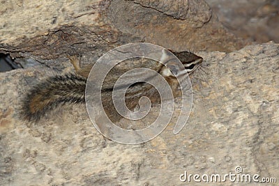 Cliff Chipmunk Neotamias dorsalis on a rocky ledge in Arizona Stock Photo