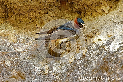 Cliff Swallow Nesting Stock Photo