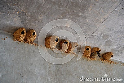 Petrochelidon Pyrrhonota Hirundinidae Cliff Swallow bird nests found under an overpass of a highway Stock Photo