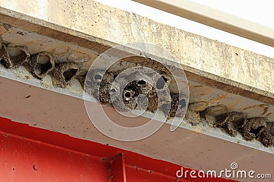 Cliff swallow nests made of mud under a bridge overhang Stock Photo