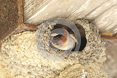 Cliff Swallow Peering Out From its Mud Nest Stock Photo