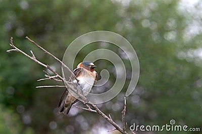 Cliff Swallow perched on bare branch Stock Photo