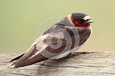 Cliff Swallow (Petrochelidon pyrrhonota) Stock Photo