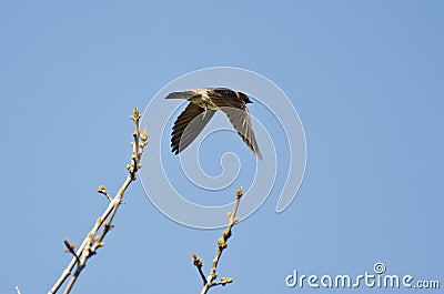 Cliff Swallow Taking to Flight from a Tree Stock Photo