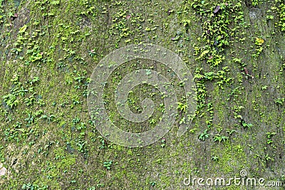 Cliff wall with moss fern. Stock Photo