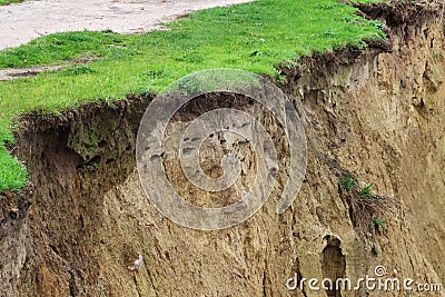 Swallow nests in cliffs along the Hohe Ufer, Wustrow, Germany Stock Photo