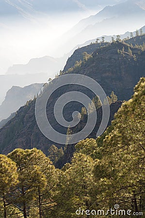 Cliffs and forest of Canary Island pine. Stock Photo