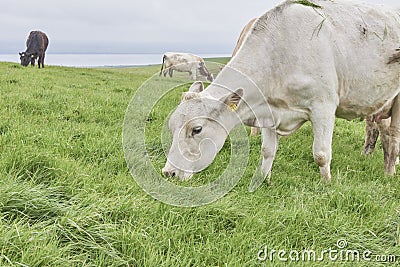 Cliffs of Moher - cows grazing Stock Photo